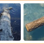 Can wood float on water